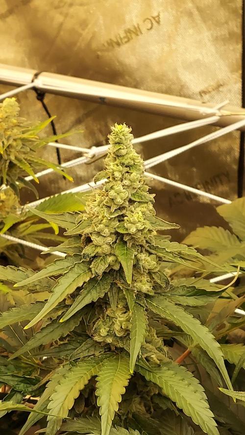 Blue Cookies. Week 13