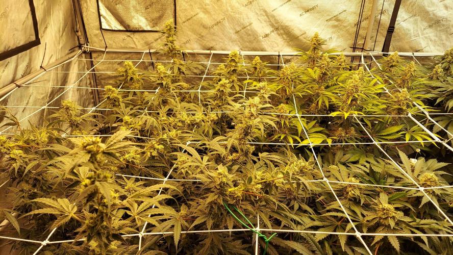 The Garden 2026-2-MSNL Pineapple Express. Week 13