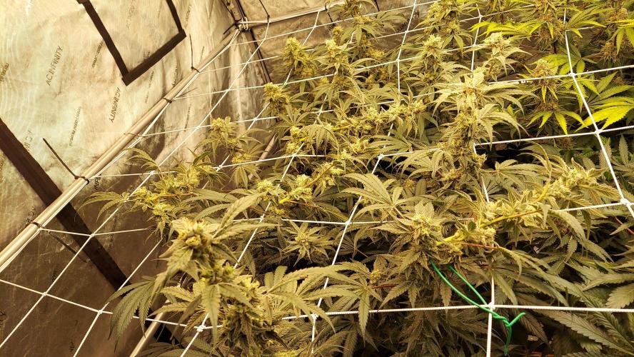 The Garden 2026-2-MSNL Pineapple Express. Week 13 - PE1