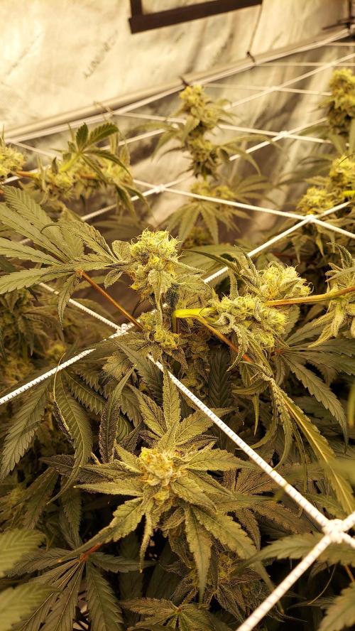 The Garden 2026-2-MSNL Pineapple Express. Week 13 - PE1