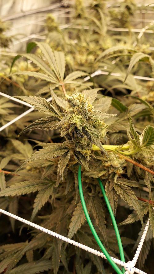 The Garden 2026-2-MSNL Pineapple Express. Week 13 - PE1
