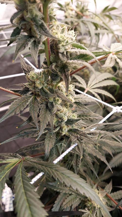 The Garden 2026-2-MSNL Pineapple Express. Week 13 - PE1