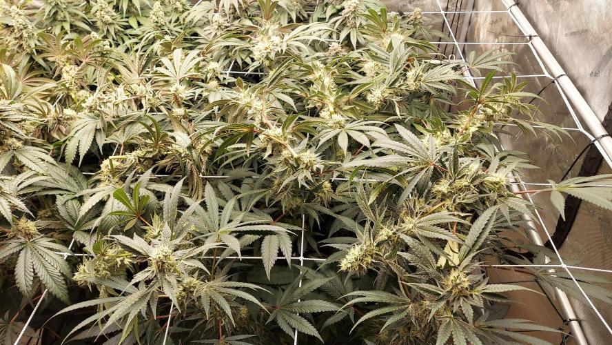 The Garden 2026-2-MSNL Pineapple Express. Week 13 - PE2