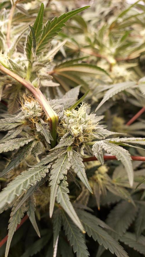 The Garden 2026-2-MSNL Pineapple Express. Week 13 - PE2