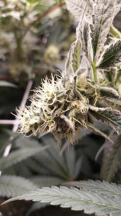 The Garden 2026-2-MSNL Pineapple Express. Week 13 - PE2