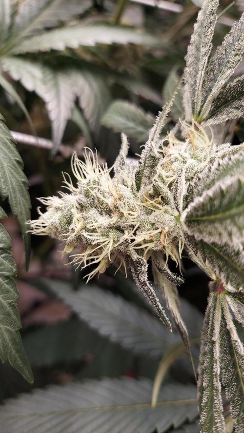 The Garden 2026-2-MSNL Pineapple Express. Week 13 - PE2