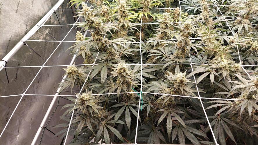 The Garden 2026-2-MSNL Pineapple Express. Week 13 - PE3