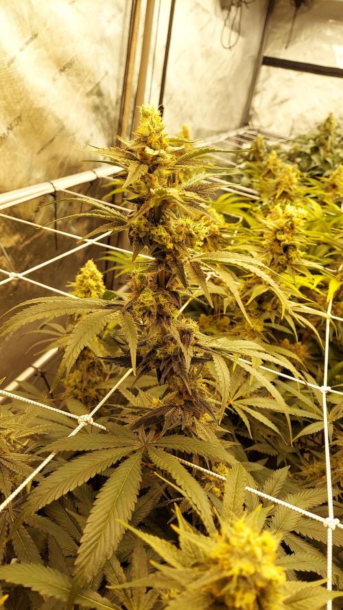 The Garden 2026-2-MSNL Pineapple Express. Week 13 - PE3
