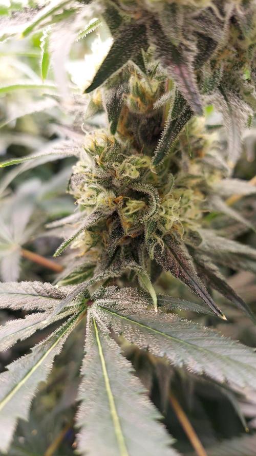 The Garden 2026-2-MSNL Pineapple Express. Week 13 - PE3