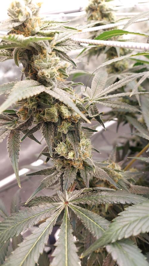 Pineapple Express. Week 13
