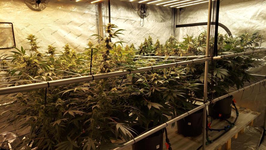 The Garden 2026-2- HSC Vanilla Creme Pie. Week 13
