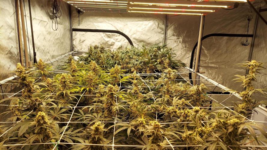 The Garden 2026-2- HSC Vanilla Creme Pie. Week 13