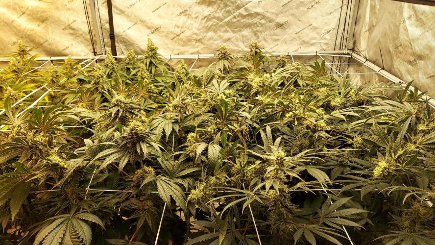 The Garden 2026-2- HSC Vanilla Creme Pie. Week 13