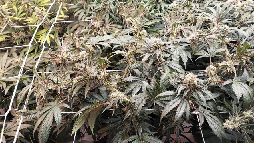 The Garden 2026-2- HSC Vanilla Creme Pie. Week 13
