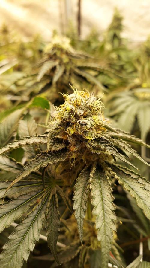 The Garden 2026-2- HSC Vanilla Creme Pie. Week 13