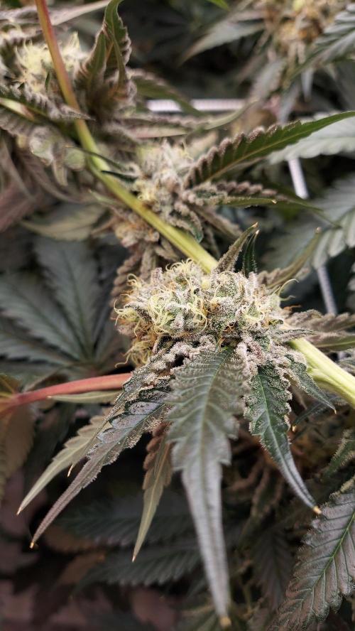 The Garden 2026-2- HSC Vanilla Creme Pie. Week 13