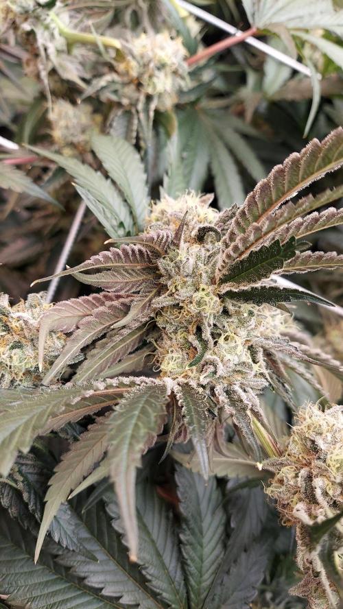 The Garden 2026-2- HSC Vanilla Creme Pie. Week 13