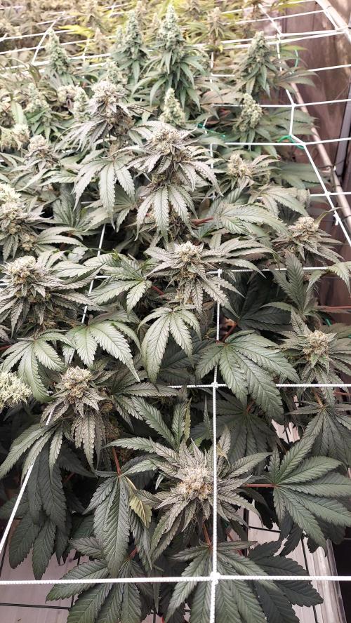 The Garden 2026-2- HSC Vanilla Creme Pie. Week 13
