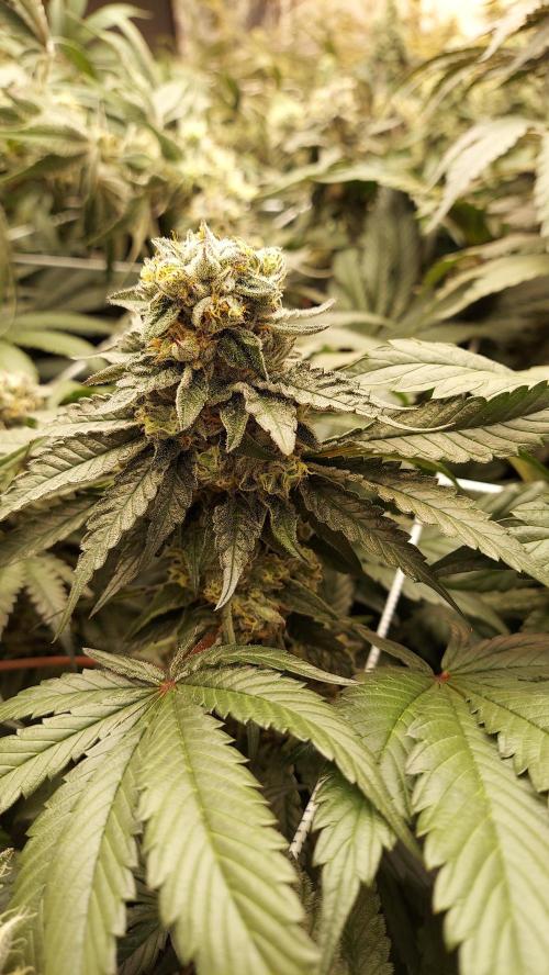 The Garden 2026-2- HSC Vanilla Creme Pie. Week 13