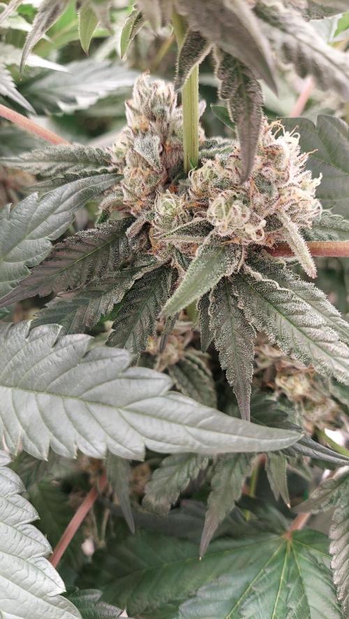 The Garden 2026-2- HSC Vanilla Creme Pie. Week 13