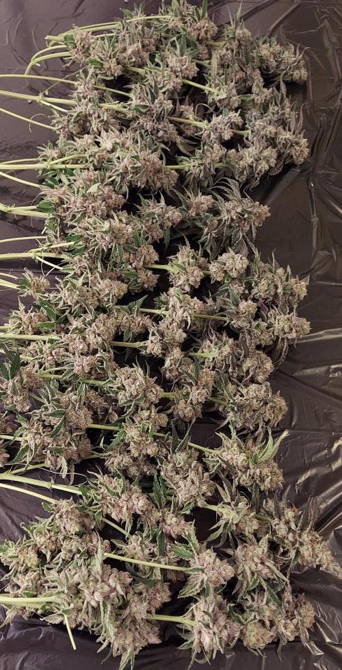 The Garden 2026-2- HSC Vanilla Creme Pie. Week 14 - VC2