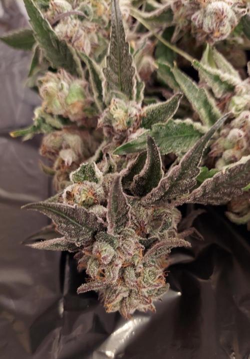 The Garden 2026-2- HSC Vanilla Creme Pie. Week 14 - VC2