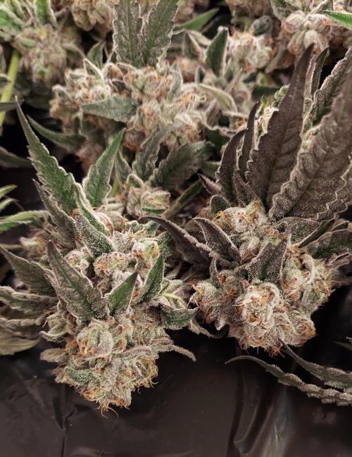 The Garden 2026-2- HSC Vanilla Creme Pie. Week 14 - VC2