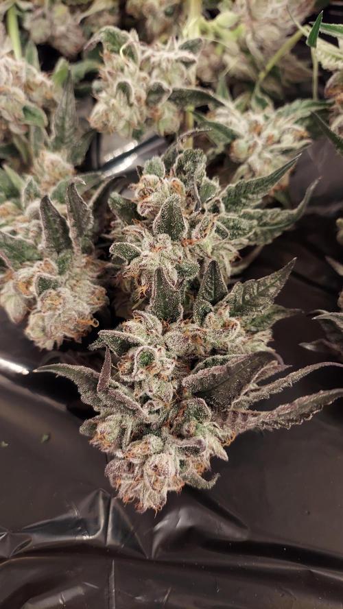 The Garden 2026-2- HSC Vanilla Creme Pie. Week 14 - VC2