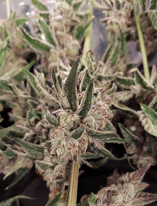 The Garden 2026-2- HSC Vanilla Creme Pie. Week 14 - VC2