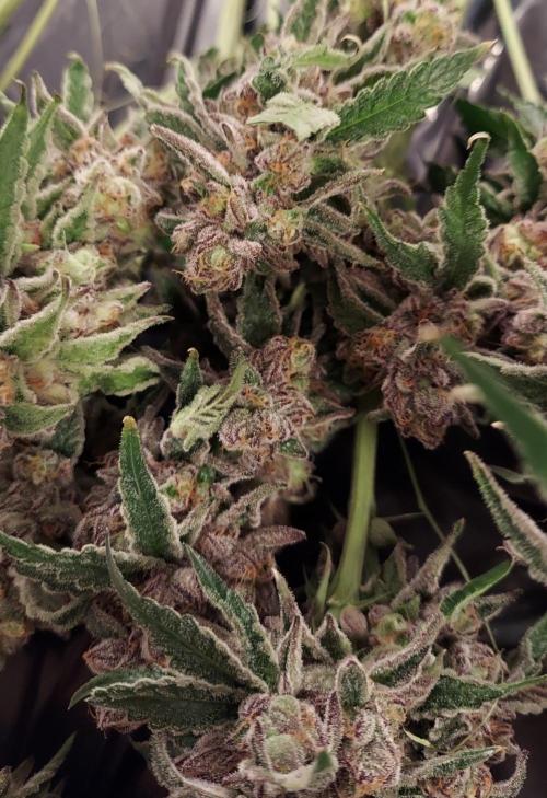 The Garden 2026-2- HSC Vanilla Creme Pie. Week 14 - VC2