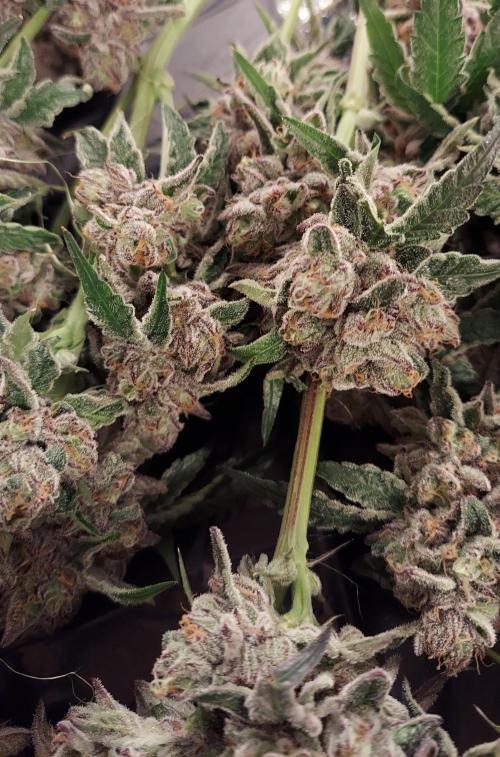 The Garden 2026-2- HSC Vanilla Creme Pie. Week 14 - VC2