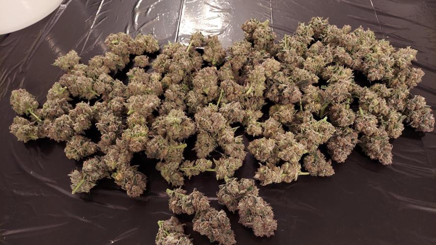 The Garden 2026-2- HSC Vanilla Creme Pie. Week 14 - VC2
