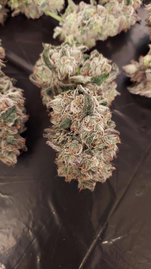 The Garden 2026-2- HSC Vanilla Creme Pie. Week 14 - VC2