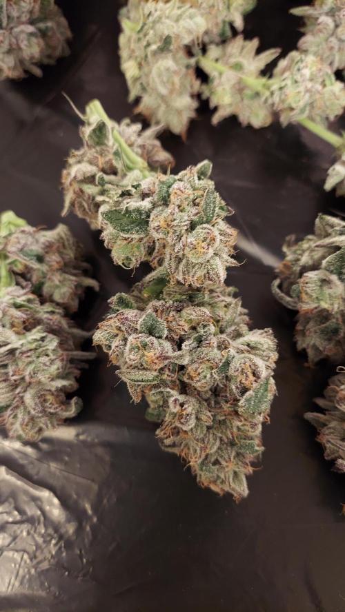 The Garden 2026-2- HSC Vanilla Creme Pie. Week 14 - VC2