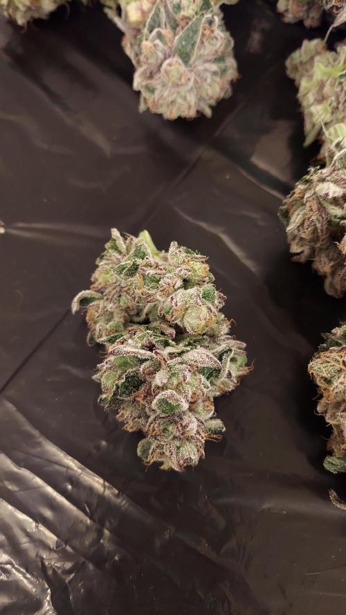 The Garden 2026-2- HSC Vanilla Creme Pie. Week 14 - VC2