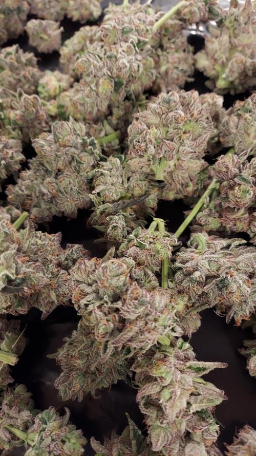 The Garden 2026-2- HSC Vanilla Creme Pie. Week 14 - VC2