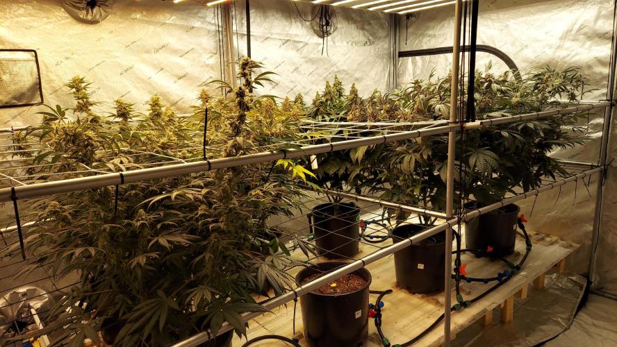 The Garden 2026-2 - MSNL Blue Cookies. Week 14