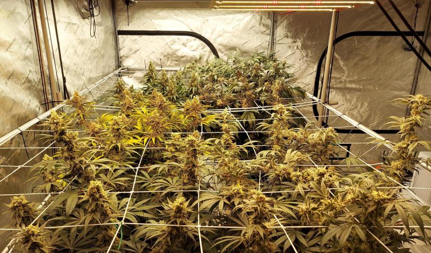 The Garden 2026-2 - MSNL Blue Cookies. Week 14