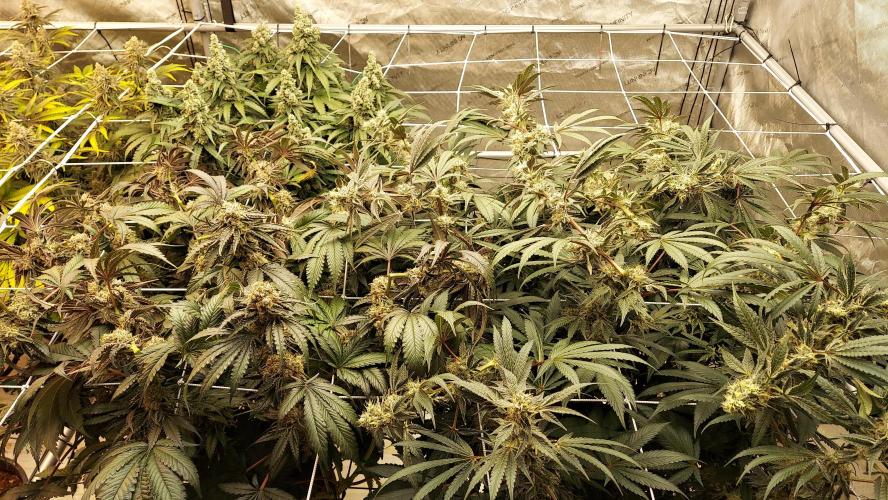 The Garden 2026-2 - MSNL Blue Cookies. Week 14
