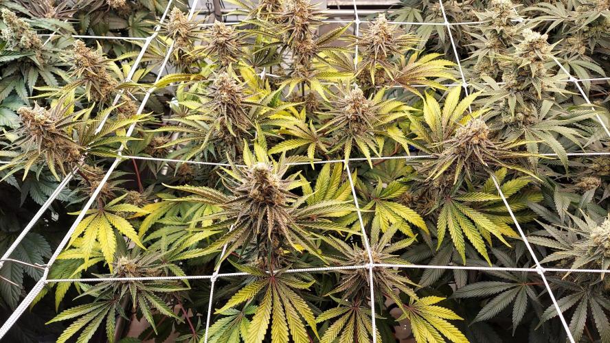 The Garden 2026-2 - MSNL Blue Cookies. Week 14