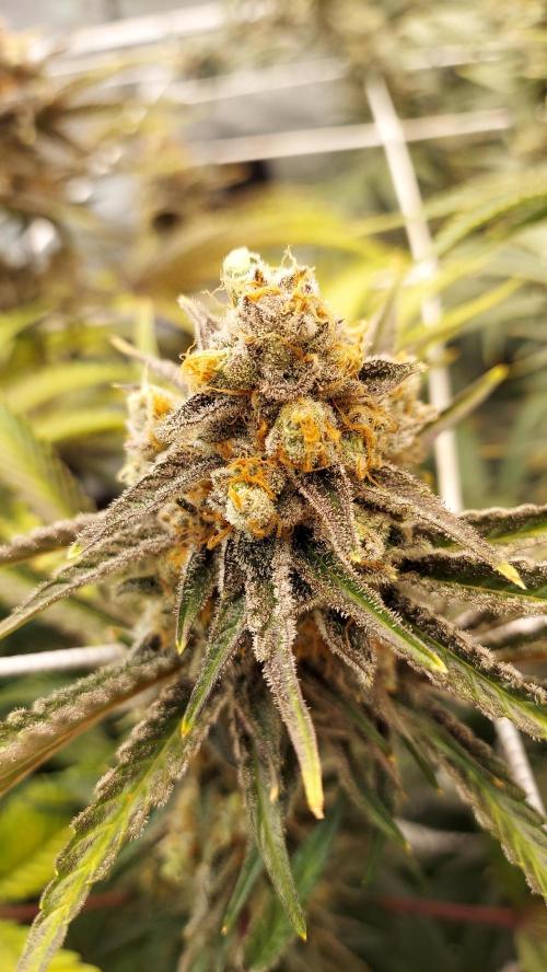 The Garden 2026-2 - MSNL Blue Cookies. Week 14