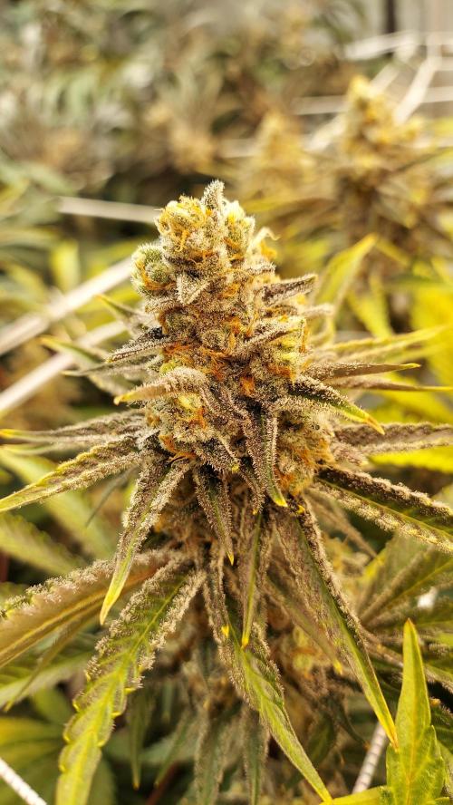 The Garden 2026-2 - MSNL Blue Cookies. Week 14