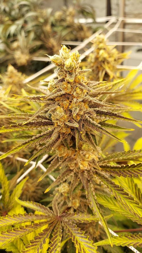 The Garden 2026-2 - MSNL Blue Cookies. Week 14