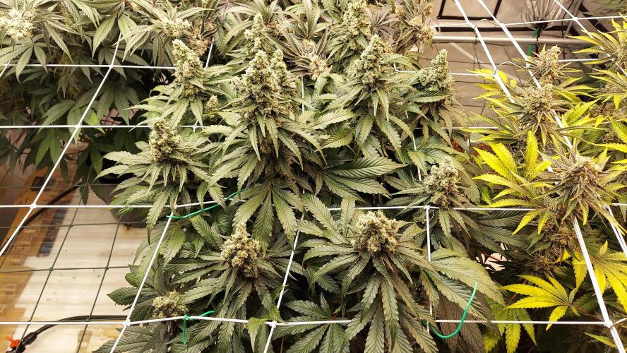 The Garden 2026-2 - MSNL Blue Cookies. Week 14