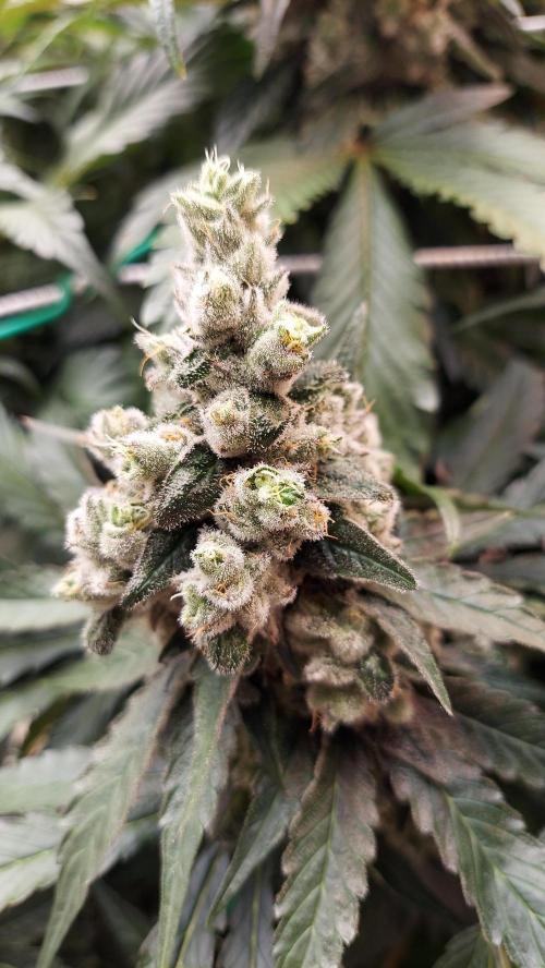 The Garden 2026-2 - MSNL Blue Cookies. Week 14