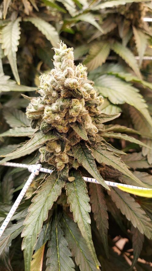The Garden 2026-2 - MSNL Blue Cookies. Week 14