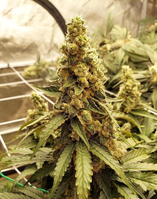 Blue Cookies. Week 14
