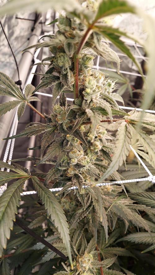 The Garden 2026-2-MSNL Pineapple Express. Week 14