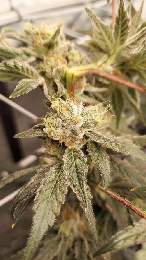 The Garden 2026-2-MSNL Pineapple Express. Week 14