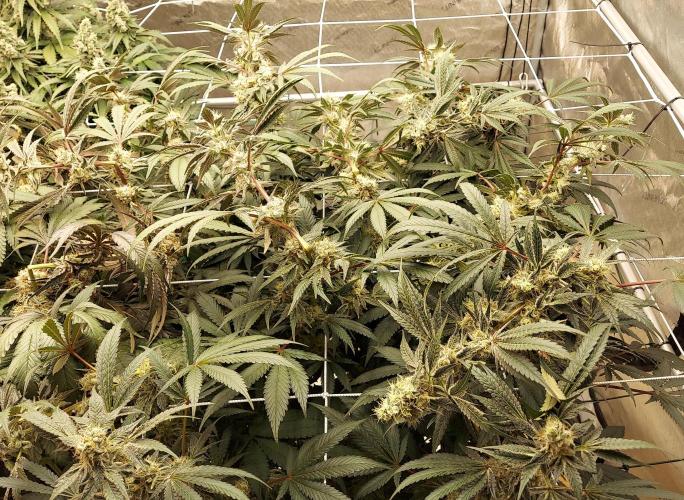 The Garden 2026-2-MSNL Pineapple Express. Week 14